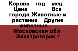 Корова 1 год 4 мец › Цена ­ 27 000 - Все города Животные и растения » Другие животные   . Московская обл.,Электрогорск г.